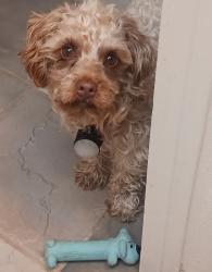 Lost Male Dog last seen Fig Road , Henryetta, OK 74437