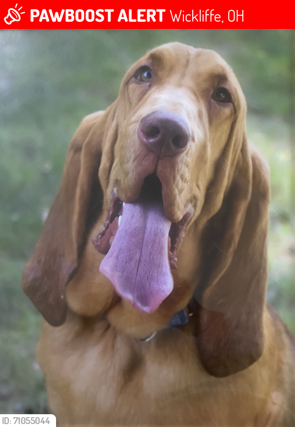 Lost Male Dog last seen Woodrow Ave x Grand Blvd , Wickliffe, OH 44092