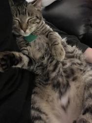 Lost Female Cat last seen Schillinger, Tanner Williams, Mobile, AL 36608