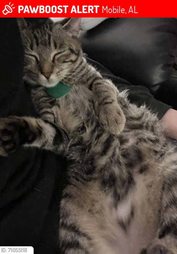 Lost Female Cat last seen Schillinger, Tanner Williams, Mobile, AL 36608