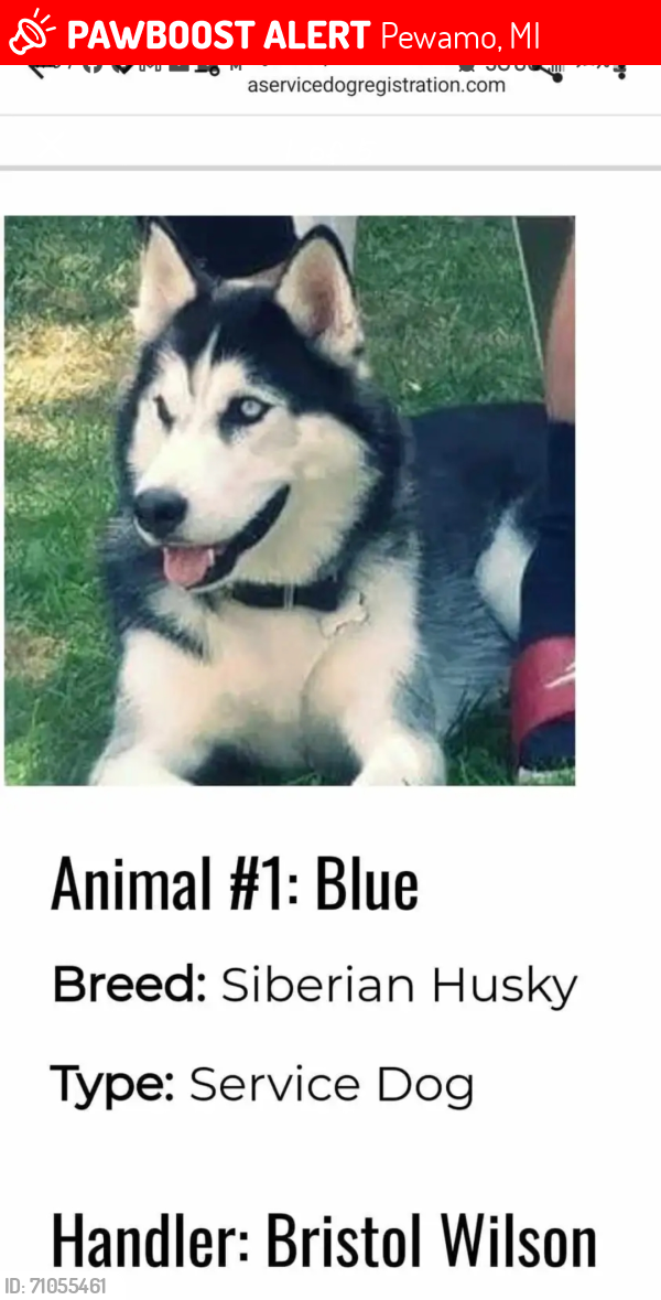 Lost Male Dog last seen Maple River Campground , Pewamo, MI 48873