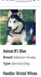Lost Male Dog last seen Maple River Campground , Pewamo, MI 48873