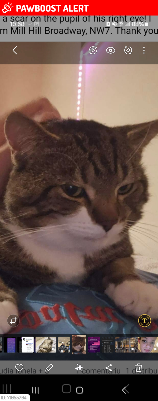 Lost Male Cat last seen NW7 3LL, Greater London, England NW7 3LL