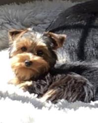 Lost Female Dog last seen Near JR Moore and son 421, Sanford, NC 27330