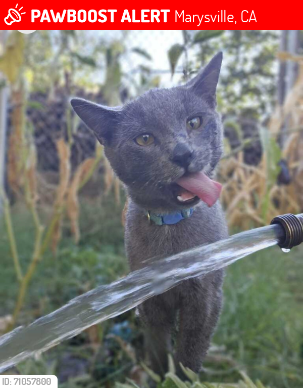 Lost Male Cat last seen Linda ave, Marysville, CA 95901