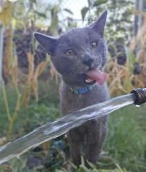 Lost Male Cat last seen Linda ave, Marysville, CA 95901