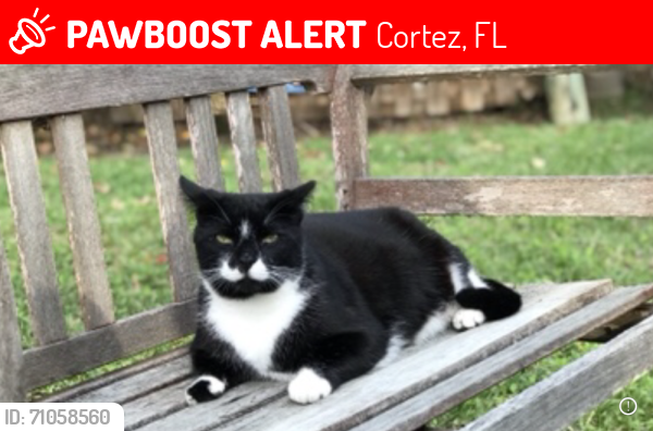 Lost Female Cat last seen By Star Fish Company in Cortez Village, Cortez, FL 34215