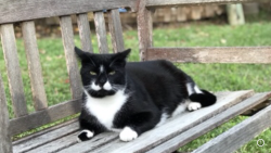 Lost Female Cat last seen By Star Fish Company in Cortez Village, Cortez, FL 34215