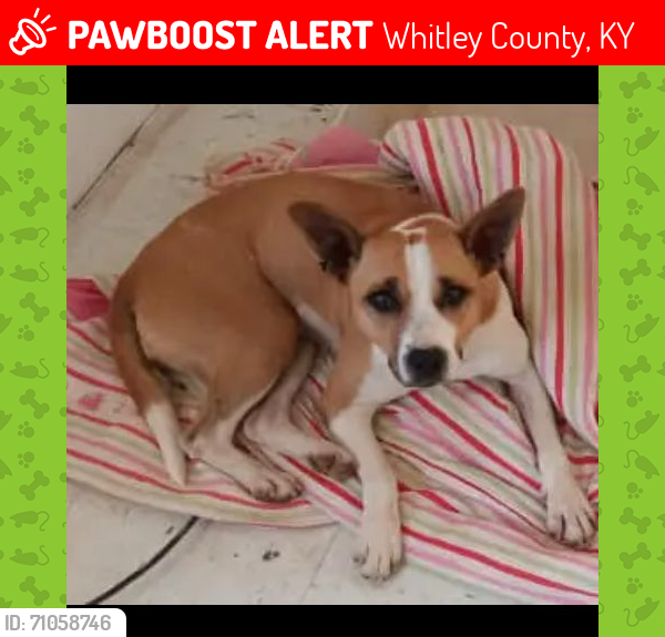 Lost Female Dog last seen In the woods on Whetstone Road , Whitley County, KY 40906