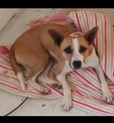 Lost Female Dog last seen In the woods on Whetstone Road , Whitley County, KY 40906