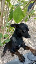 Lost Male Dog last seen Near E Chapa Ave, Pharr, TX 78577