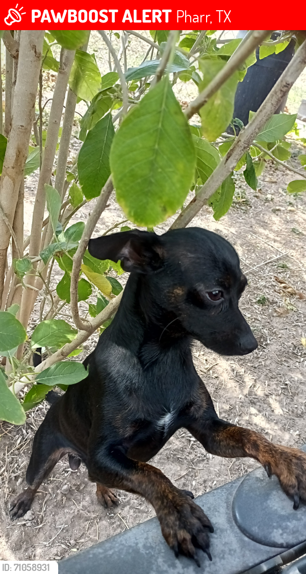 Lost Male Dog last seen Near E Chapa Ave, Pharr, TX 78577