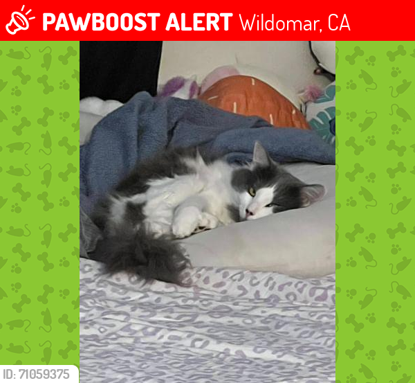 Lost Male Cat last seen Wildomar trail/Clinton Keith Rd , Wildomar, CA 92595