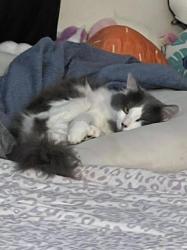 Lost Male Cat last seen Wildomar trail/Clinton Keith Rd , Wildomar, CA 92595