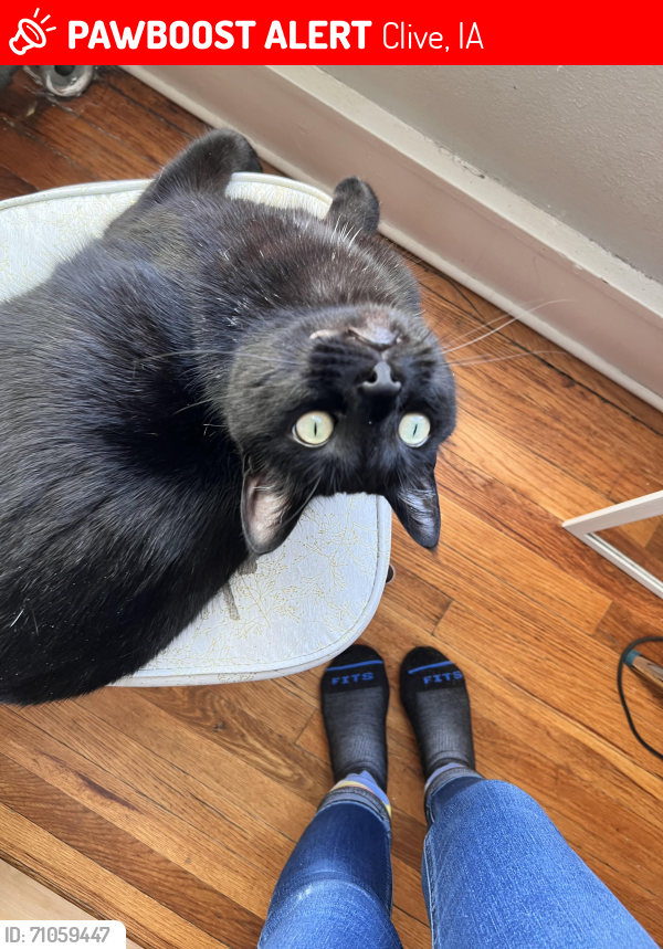 Lost Male Cat last seen Buffalo Rd, Clive Iowa 50324, Clive, IA 50324