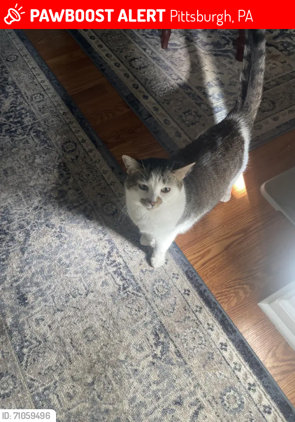 Deceased Female Cat in Pittsburgh PA 15205 (ID: 71059496) PawBoost Deceased Female Cat in Pittsburgh PA 15205 (ID: 71059496) PawBoost