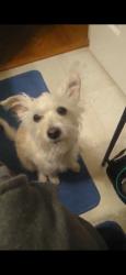 Lost Male Dog last seen McClendon dr, Decatur GA, Decatur, GA 30033