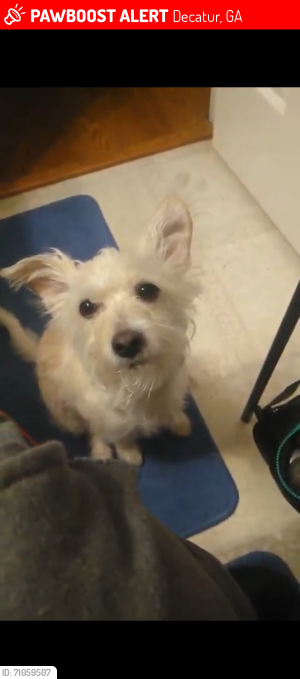 Lost Male Dog last seen McClendon dr, Decatur GA, Decatur, GA 30033