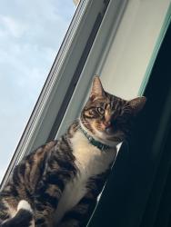 Lost Male Cat last seen Se28, Greater London, England SE28 0HG