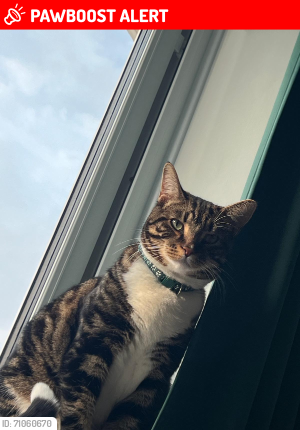 Lost Male Cat last seen Se28, Greater London, England SE28 0HG