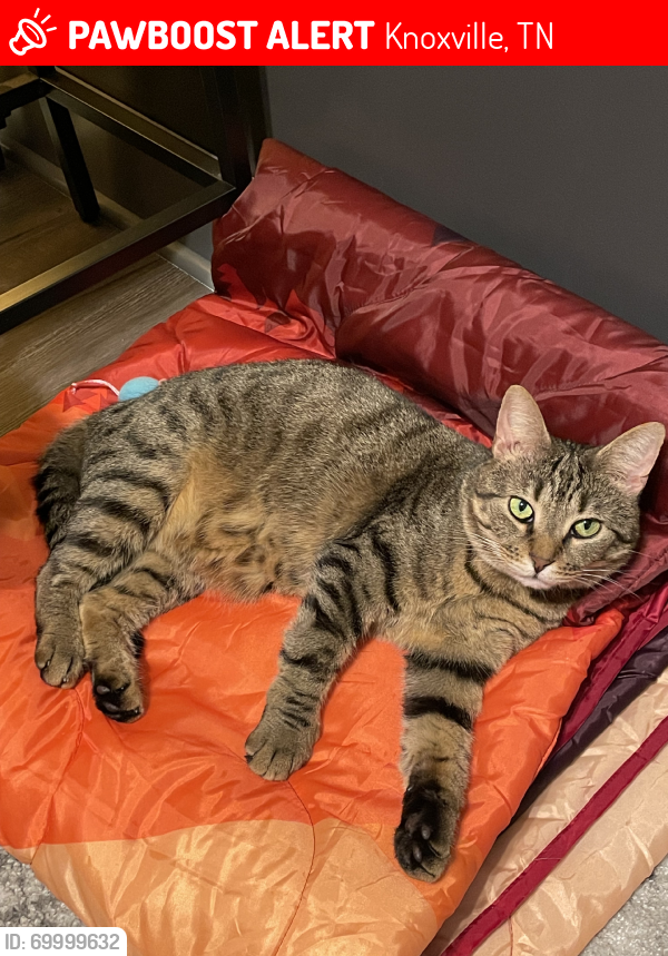 Lost Male Cat last seen Robinson Rd & Piney Grove Church Rd, Knoxville, TN 37923