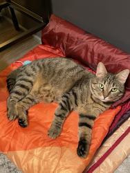 Lost Male Cat last seen Robinson Rd & Piney Grove Church Rd, Knoxville, TN 37923
