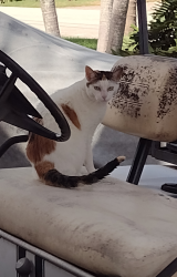 Lost Female Cat last seen Venetian Way and Pine tree lane, Lake Clarke Shores, FL 33406