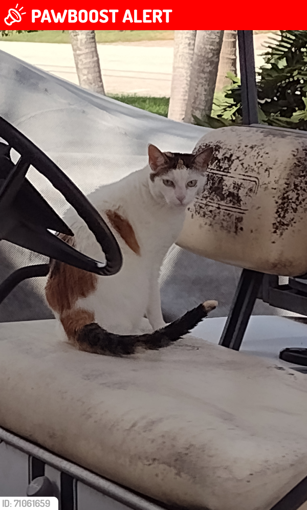 Lost Female Cat last seen Venetian Way and Pine tree lane, Lake Clarke Shores, FL 33406