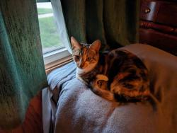 Lost Female Cat last seen Plum and Wilder, Aurora, IL 60506