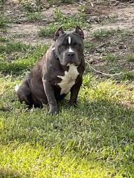 Lost Male Dog last seen Hearne and Corbitt st Shreveport , Shreveport, LA 71109