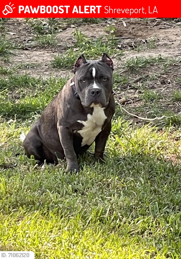 Lost Male Dog last seen Hearne and Corbitt st Shreveport , Shreveport, LA 71109