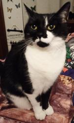 Lost Female Cat last seen BB9 0JS, Lancashire, England BB9 0JS