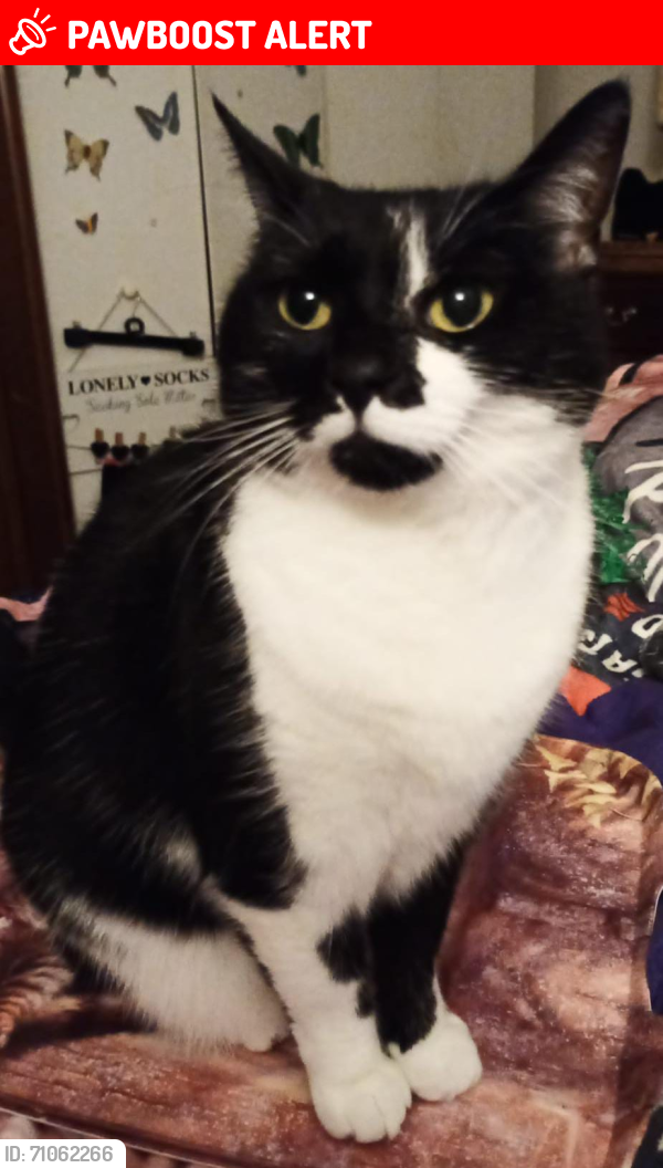 Lost Female Cat last seen BB9 0JS, Lancashire, England BB9 0JS