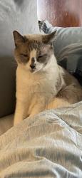 Lost Female Cat last seen De Leon apmts , El Paso, TX 79912