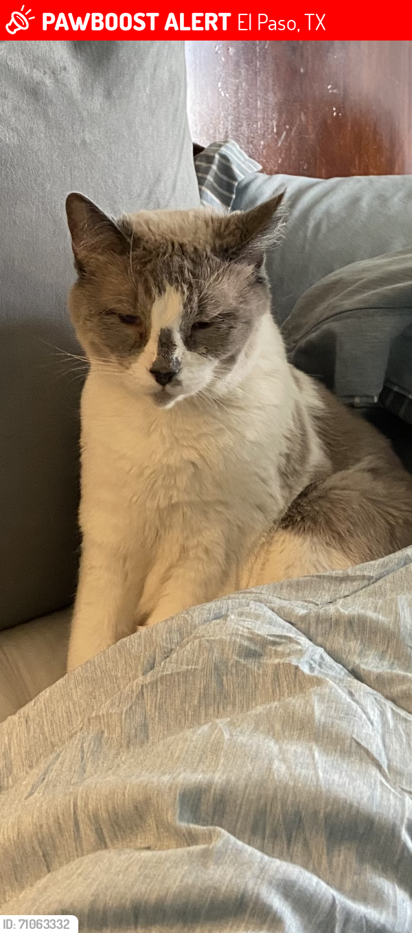 Lost Female Cat last seen De Leon apmts , El Paso, TX 79912