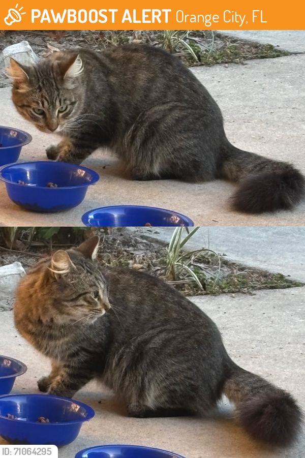 Found/Stray Unknown Cat last seen Mill Lake Park (large parking lot area) in Orange City on S. Oak Avenue (nearest cross streets are E. Rose Avenue and E. Banana Avenue), Orange City, FL 32763
