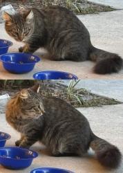 Found/Stray Unknown Cat last seen Mill Lake Park (large parking lot area) in Orange City on S. Oak Avenue (nearest cross streets are E. Rose Avenue and E. Banana Avenue), Orange City, FL 32763