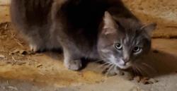 Lost Male Cat last seen Near Ward Kline Rd Myersville MD 21773, Myersville, MD 21773