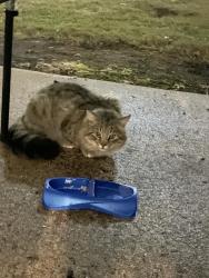 Found/Stray Unknown Cat last seen CVS Pharmacy , North Augusta, SC 29841