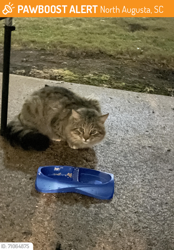 Found/Stray Unknown Cat last seen CVS Pharmacy , North Augusta, SC 29841