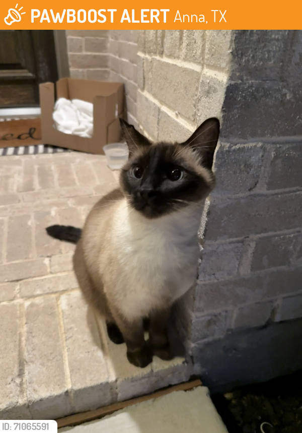 Found/Stray Unknown Cat last seen West crossing and Sheldon dr, Anna, TX 75409