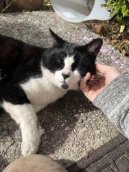 Lost Male Cat last seen ran towards irondale exterior , Irondale, AL 35210