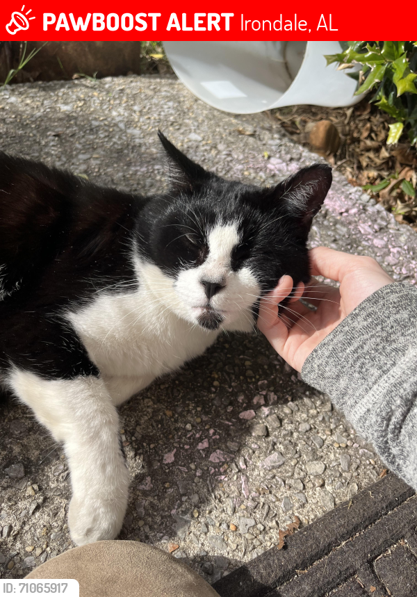 Lost Male Cat last seen ran towards irondale exterior , Irondale, AL 35210