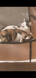 Lost Female Cat last seen Meridian rd and Auburn street, Rockford, IL 61101