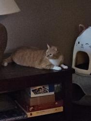 Lost Male Cat last seen Unser and Blake, Albuquerque, NM 87121