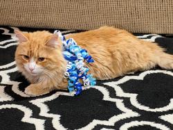 Lost Male Cat last seen Vista and Leonard Streets /Shelmire Ave. , Philadelphia, PA 19152