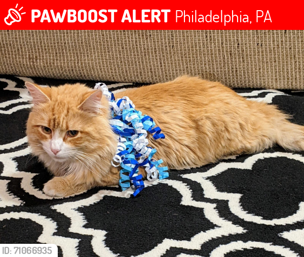 Lost Male Cat last seen Vista and Leonard Streets /Shelmire Ave. , Philadelphia, PA 19152