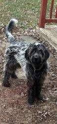 Lost Male Dog last seen State route 72, Clark County, OH 45387