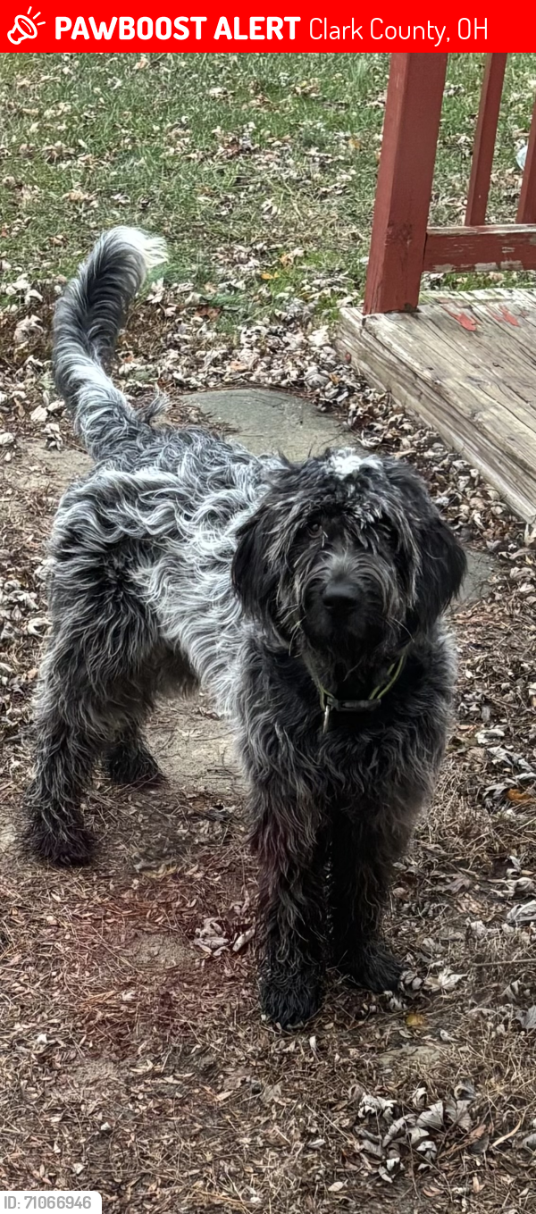 Lost Male Dog last seen State route 72, Clark County, OH 45387