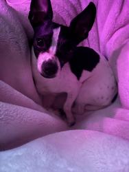 Lost Male Dog last seen Black Willow Lane by Timberview High School , Arlington, TX 76002